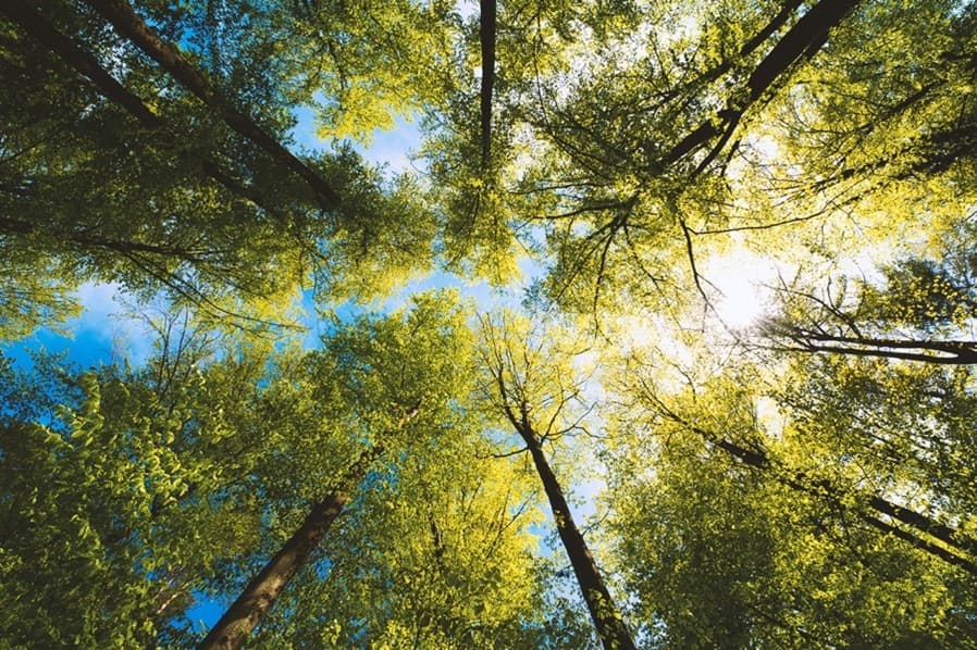 alberi